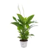 Spathiphyllum pot Ø13 cm/ H50 cm