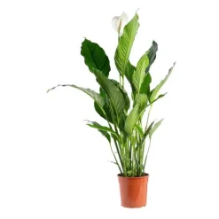 Spathiphyllum Sweet Lauretta 3/4 fleurs pot Ø24xH100 cm