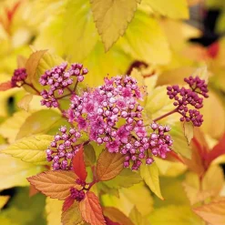 Spiraea magic carpet en pot de 3 litres