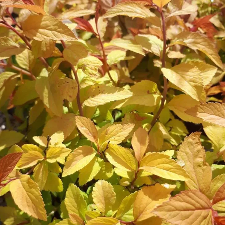 Spirée Bumalda Gold Flame. Le pot de 7,5 litres