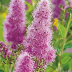 Spirée de Billiard rose. Le pot de 3 litres