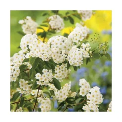 Spirée de Van Houtte blanche. Le pot de 7 litres