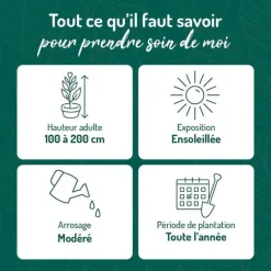 Spirée de Van Houtte blanche. Le pot de 7 litres