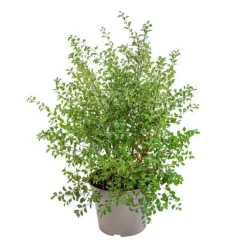 Spirée de Van Houtte blanche. Le pot de 7 litres