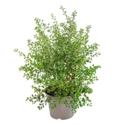 Spirée de Van Houtte blanche. Le pot de 7 litres