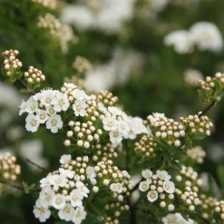 Spirée Japonaise Nipponica Snowmound touffe. Le pot de 7,5 litres