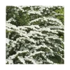 Spirée Japonaise Snowmound blanc - Pot de 7L