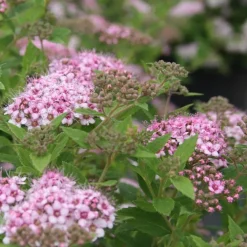 Spirée Japonica Little Princess rose. Le pot de 4 litres