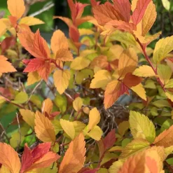 Spirée Japonica Magic Carpet. Le pot de 4 litres