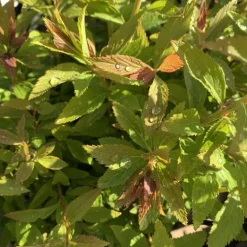 Spirée Japonica Shirobana rose. Le pot de 5 litres
