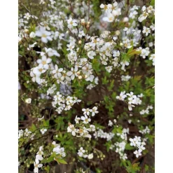 Spirée Thunbergii blanc. Le pot de 4 litres