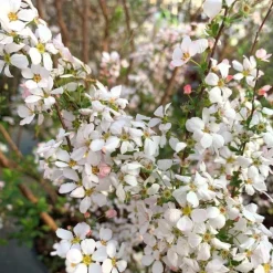 Spirée Thunbergii Fujino Pink 80/100. Le pot de 10 litres