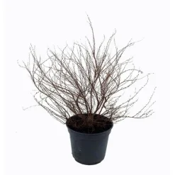 Spirée Thunbergii. Le pot de 5 litres
