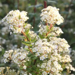 Spirée varié 40/60. Le pot de 3 litres
