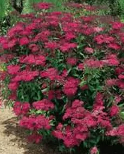 Spirea Japonica Anthony Waterer - Pot de 5L