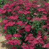 Spirea Japonica Anthony Waterer - Pot de 7L