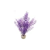 Sprengeri haut violet en plastique 26 cm