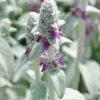 Stachys - Le pot de 9 x 9 cm