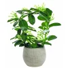 Stephanotis Arceau et cache-pot