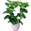 Stephanotis sur arceau avec son cache pot H 40 x Ø 12 cm