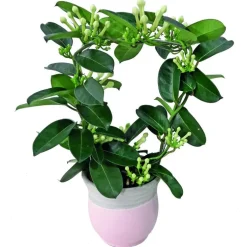 Stephanotis sur arceau avec son cache pot H 40 x Ø 12 cm
