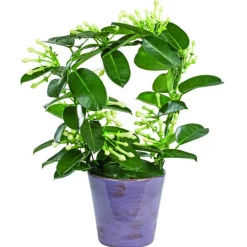 Stéphanotis + Cache-Pot céramique