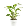 Strelitzia Nicolai 2 PP pot Ø26xH120 cm