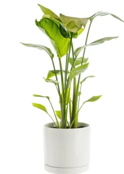 Strelitzia nicolai vert en pot blanc émaillé botanic®. Le pot Ø 24 cm