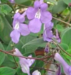 Streptocarpus Ø 12 x H 25 cm