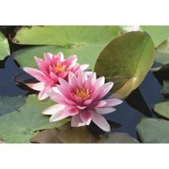 Substrat plantes aquatiques botanic® - 10 L