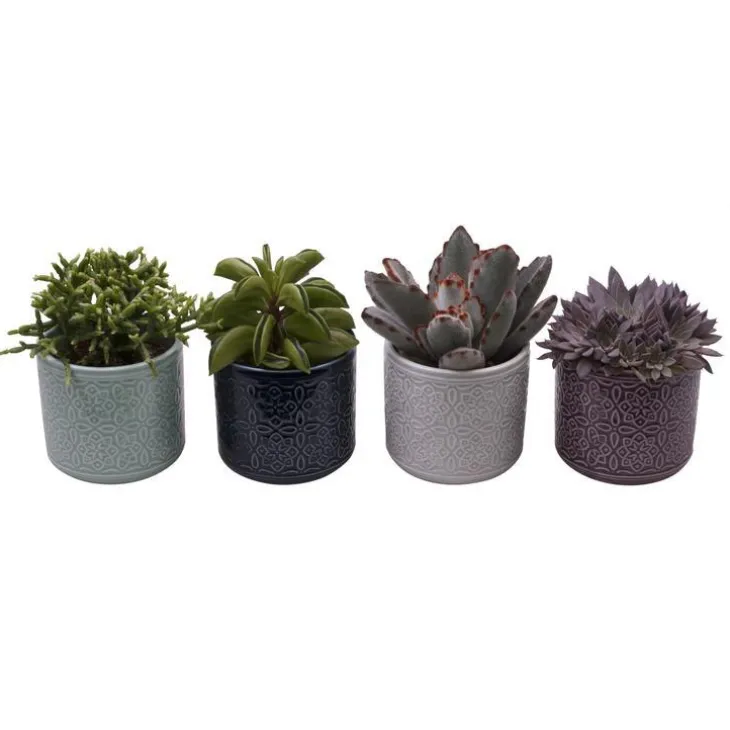 Succulente. La plante et son cache pot en céramique de 6 cm