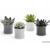 Succulentes en pot Ø 6 cm