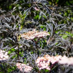 Sureau noir 'Black Lace'. Le pot de 3L