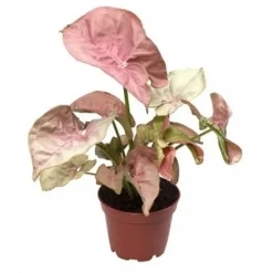 Syngonium Red Heart pot Ø14 cm