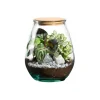 Terrarium autonome botanic® Darasa - Taille M Ø 19 cm H 23 cm