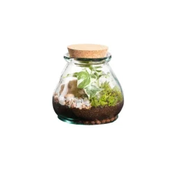 Terrarium autonome botanic® Bila Uso - Taille S Ø 12 cm H 12 cm