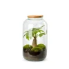 Terrarium autonome botanic® Bonbonne Pachira - Taille M Ø 23 cm H 41 cm