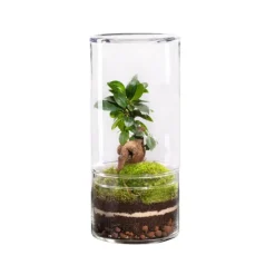 Terrarium autonome botanic® Green Tower Ginseng - Taille M Ø 12 cm H 27 cm