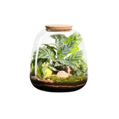 Terrarium autonome botanic® Moly Mix - Taille L Ø 23,5 cm H 25 cm