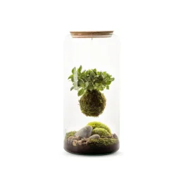 Terrarium autonome botanic® Mia Kokeda Ma Fitto suspendu - Taille L Ø 19 cm H 40 cm