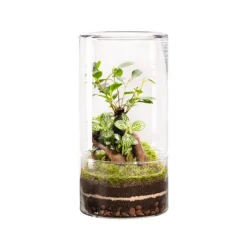 Terrarium autonome botanic® Green Tower Ginseng - Taille L Ø 15 cm H 30 cm