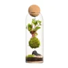 Terrarium autonome botanic® Niwa Kodedama - Ø 8,5 cm H 29 cm