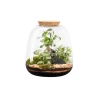 Terrarium autonome botanic® Moly Ginseng - Taille L Ø 23,5 cm H 25 cm