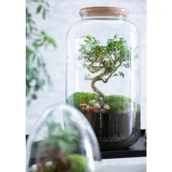 Terrarium bonbonne avec bonsaï Bulle de Nature taille M Ø 23 x h 41 cm