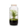 Terrarium bonbonne avec chamae Bulle de Nature taille L Ø 23 x H 51 cm