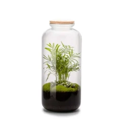 Terrarium bonbonne avec chamae Bulle de Nature taille L Ø 23 x H 51 cm