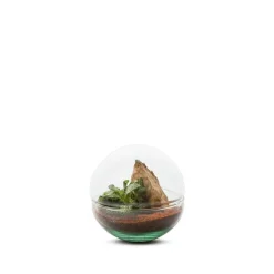 Terrarium Bulle de Nature Mini Monde en verre transparent Naturalys taille S - Ø 12 x 12 cm