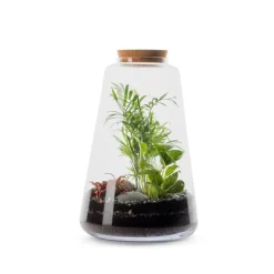 Terrarium Bulle de Nature Minata en verre transparent Naturalys taille L - Ø 24 x 35 cm