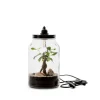 Terrarium Bulle de Nature Kraft Ginseng en verre transparent Naturalys taille M - Ø 15,5 x 26 cm