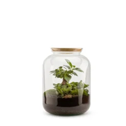 Terrarium Bulle de Nature Bonbonne Ginseng en verre transparent avec bouchon liège Naturalys taille S - Ø 19 x 30 cm